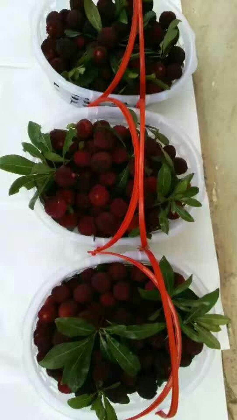深红种杨梅5~6cm