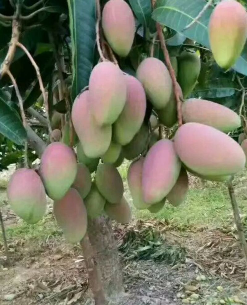 贵妃芒7两以上