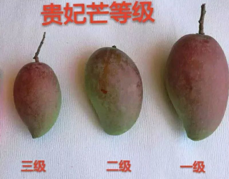 贵妃芒7两以上