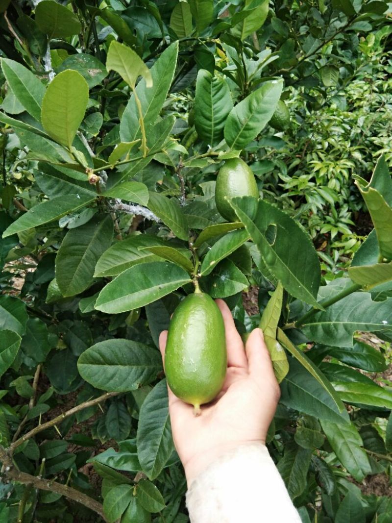 香水柠檬树苗30cm以下