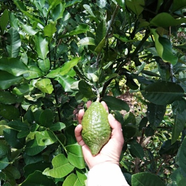 香水柠檬树苗30cm以下