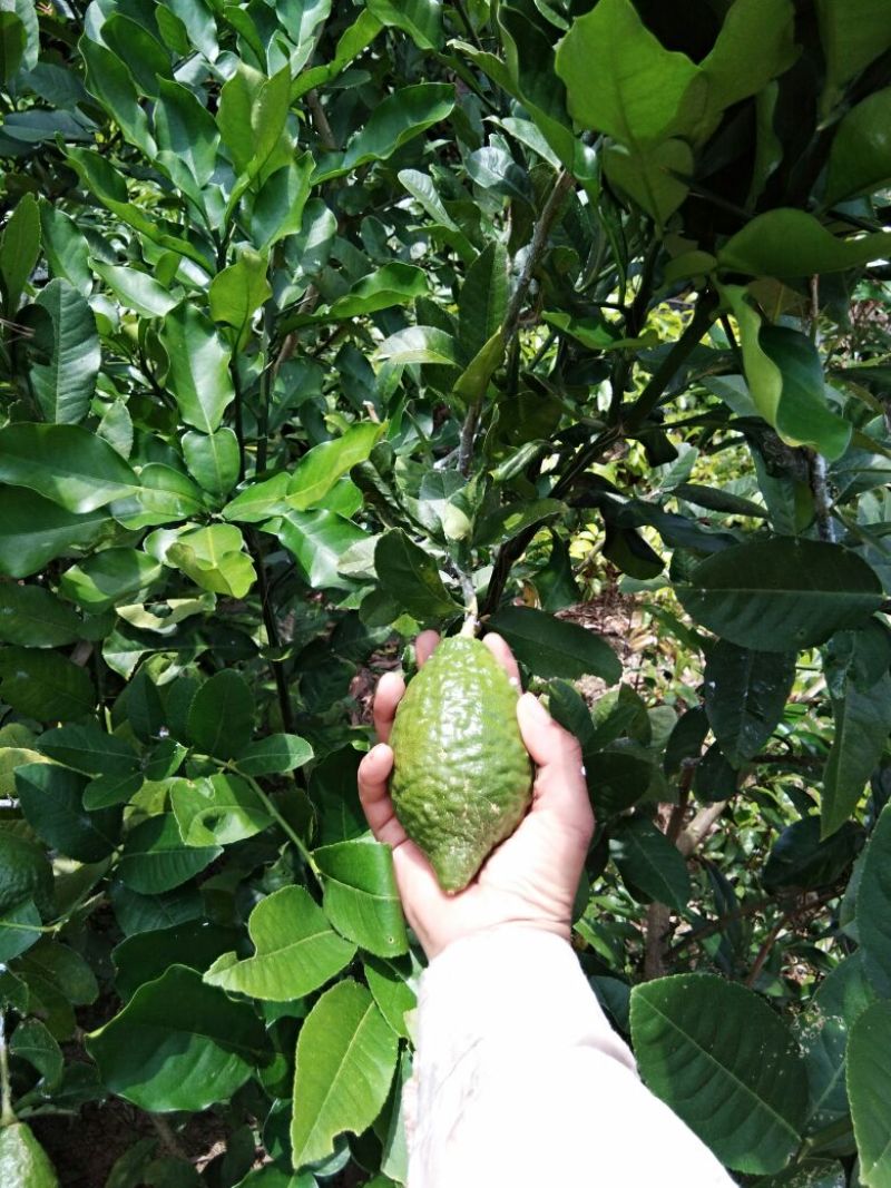 香水柠檬树苗30cm以下
