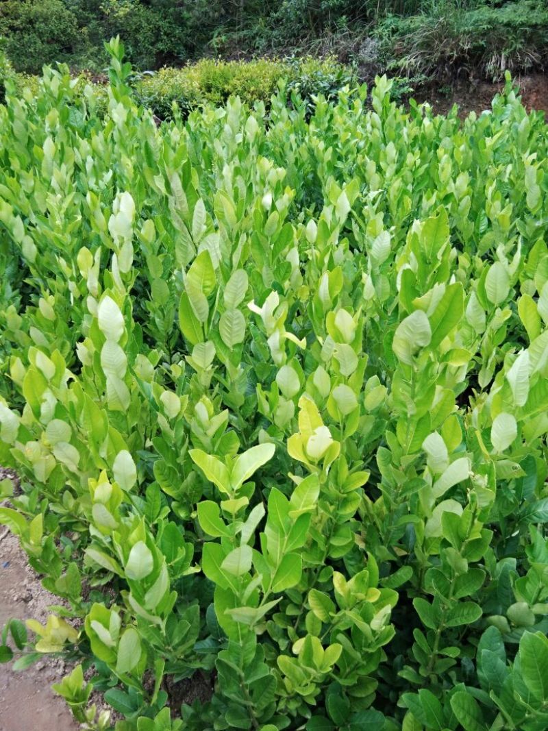 香水柠檬树苗30cm以下
