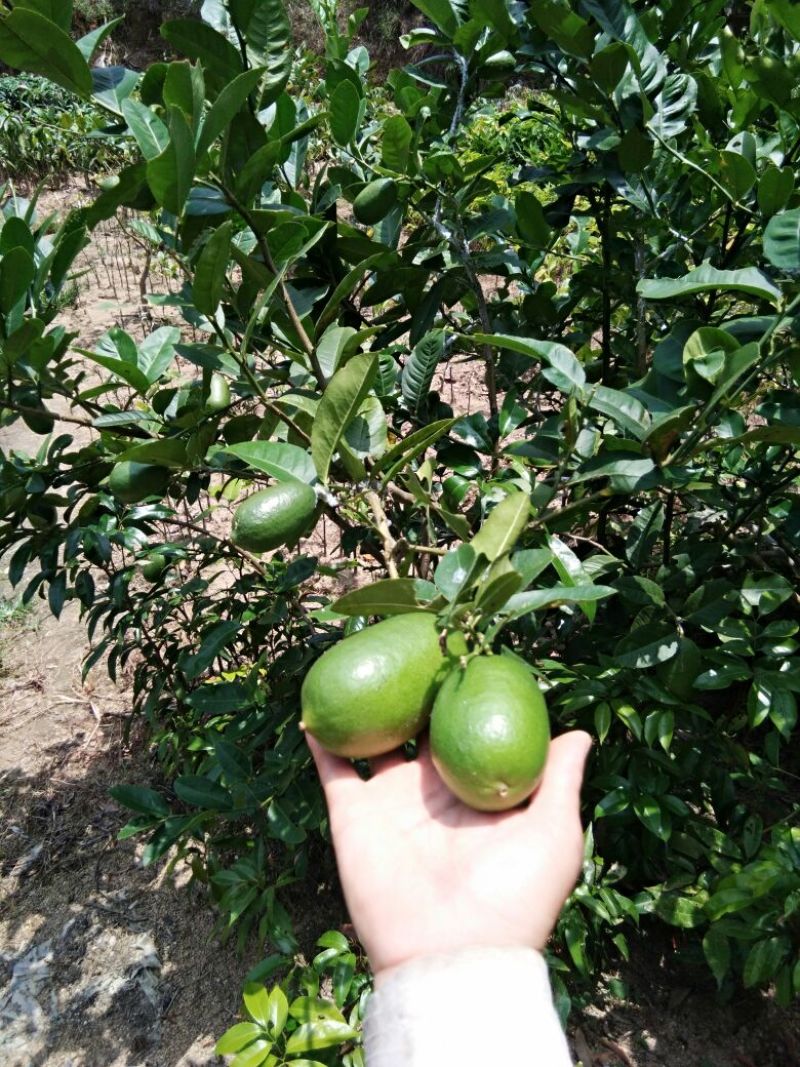 香水柠檬树苗30cm以下