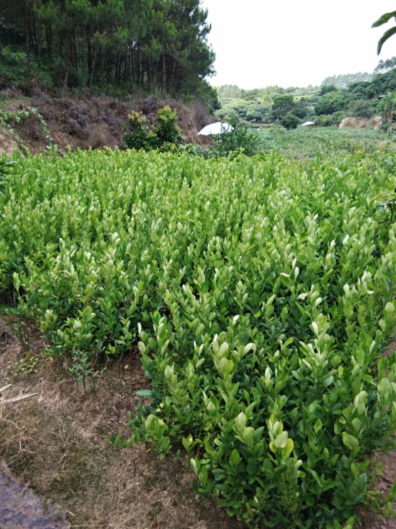 香水柠檬树苗30cm以下