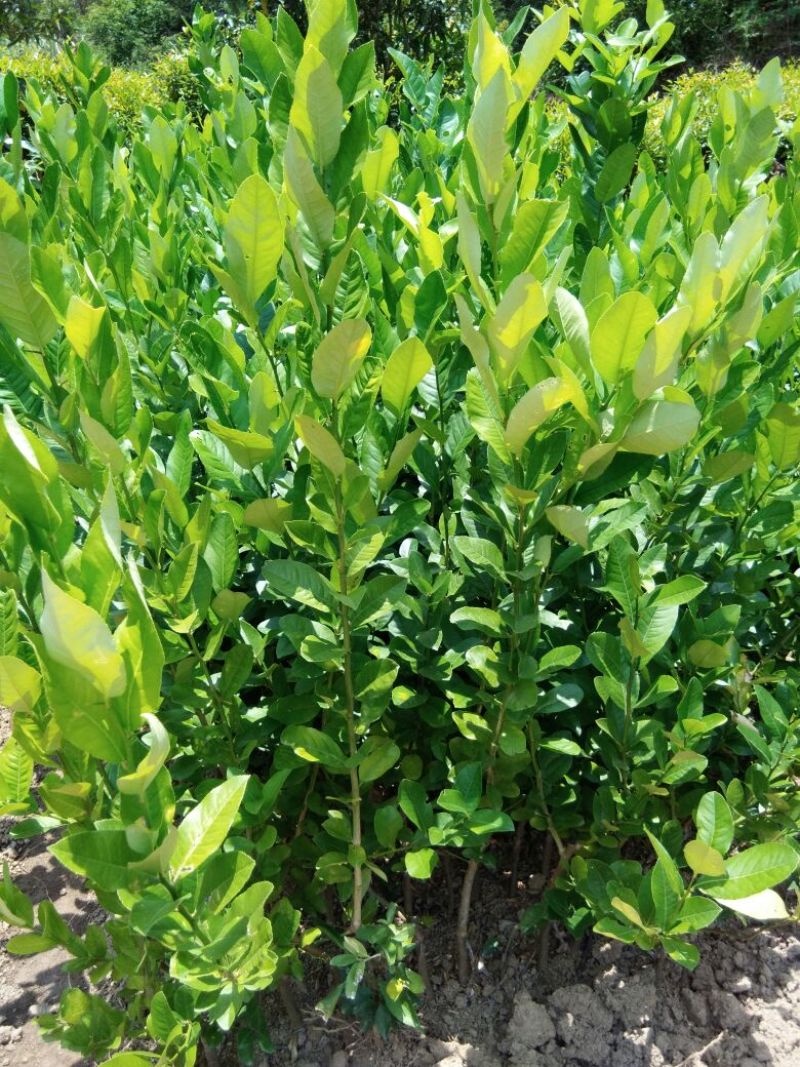 香水柠檬树苗30cm以下