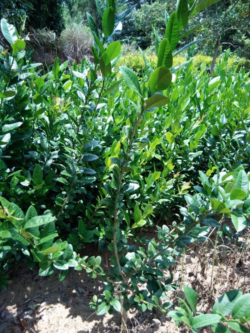 香水柠檬树苗30cm以下