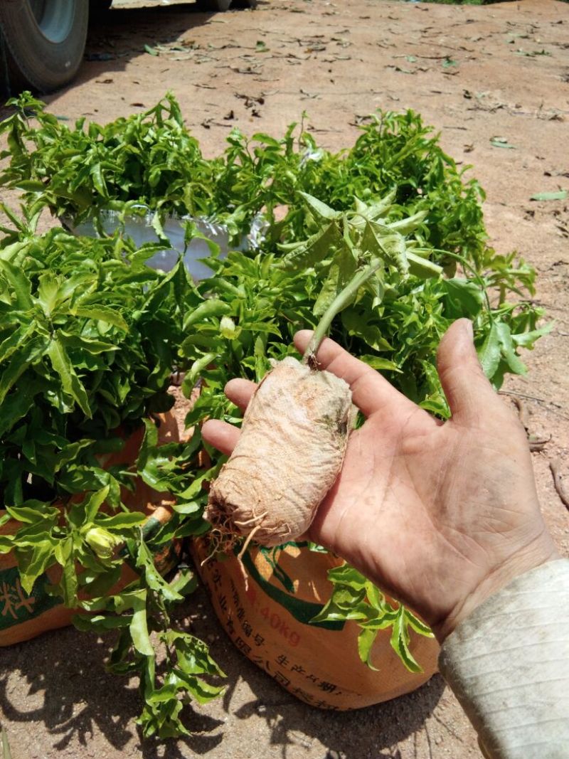 满天星百香果苗10cm以下