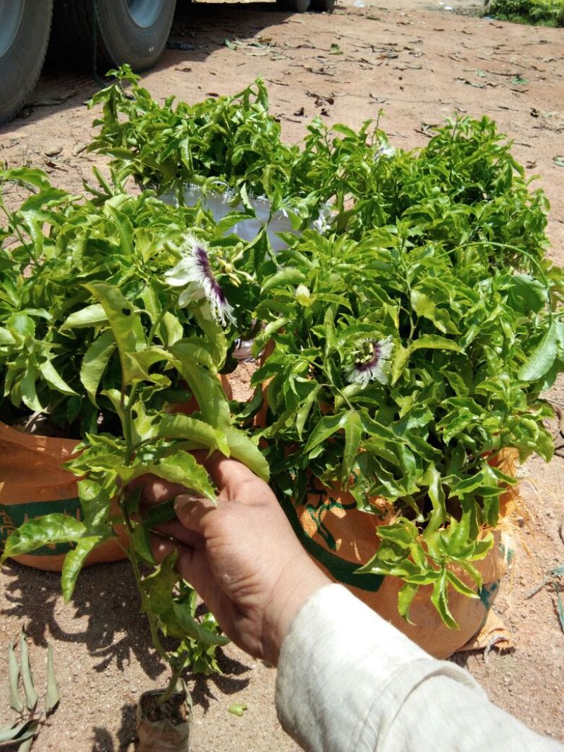 满天星百香果苗10cm以下