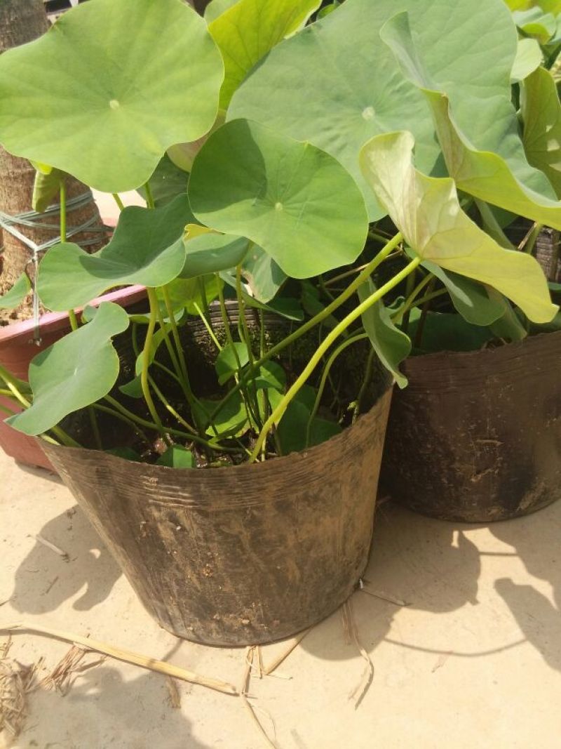 荷花20~30cm