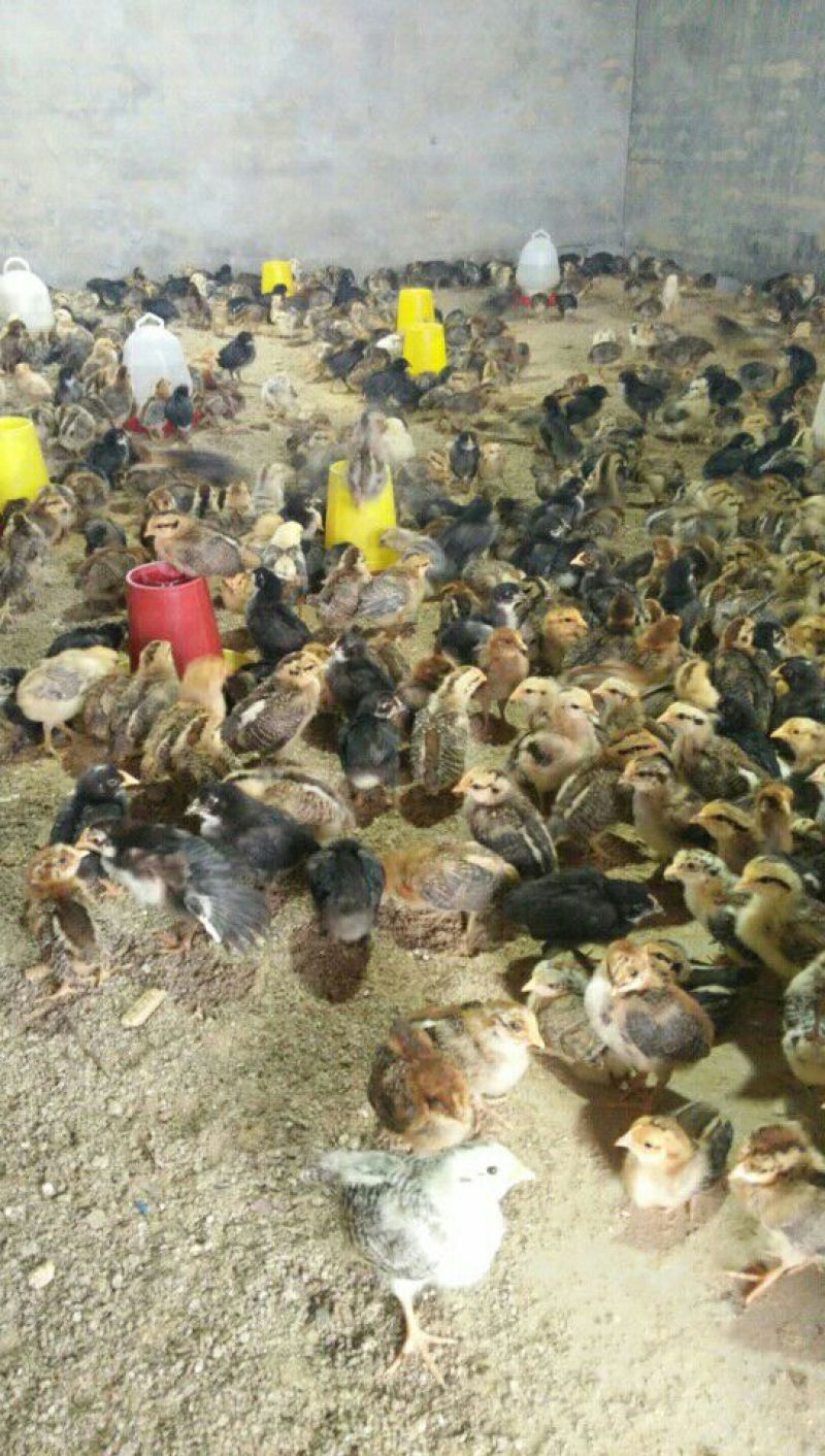 土鸡苗500克以下脱温苗通货