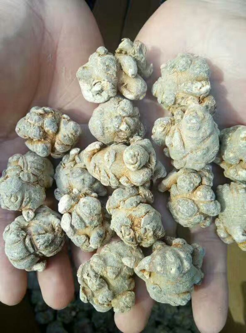 三七35头选货