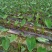 槟榔芋香芋粉芋头荔浦芋头