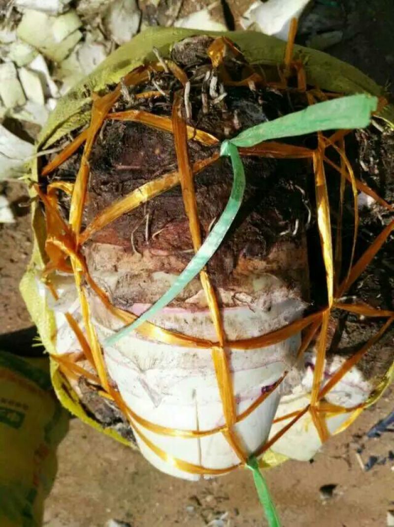 槟榔芋香芋粉芋头荔浦芋头