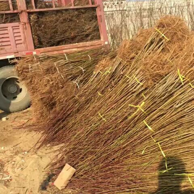 红不软桃树苗现挖现发品种着色好品质优耐储藏