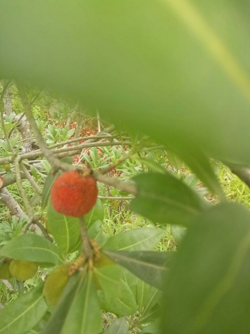 仙居杨梅4~5cm