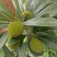 仙居杨梅4~5cm