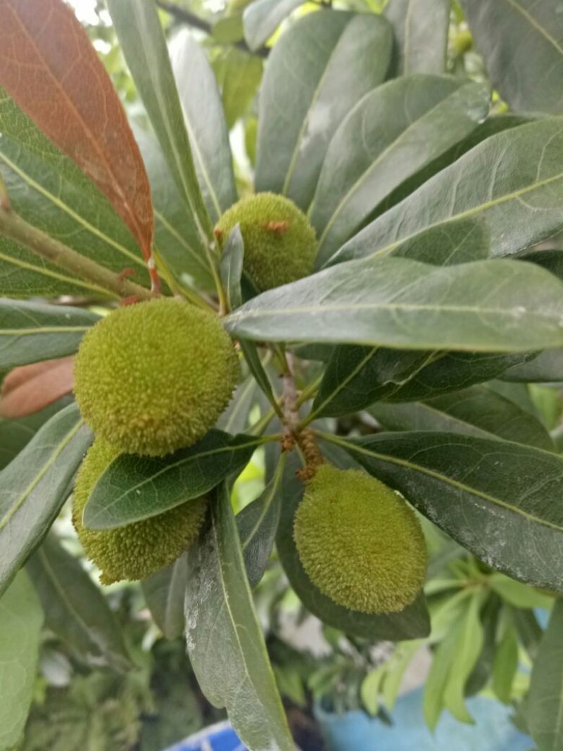 仙居杨梅4~5cm