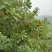 仙居杨梅4~5cm