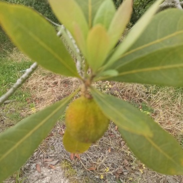仙居杨梅4~5cm