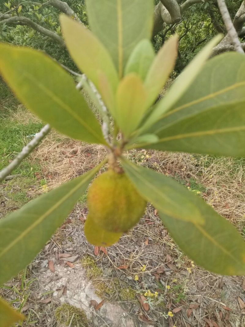 仙居杨梅4~5cm