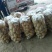荷兰十五土豆3两以上通货