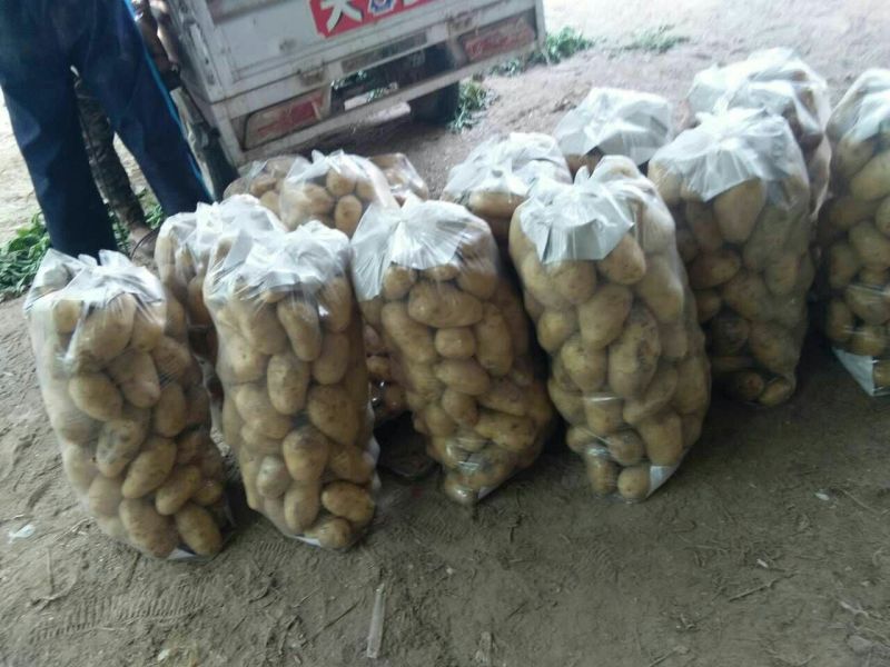 荷兰十五土豆3两以上通货