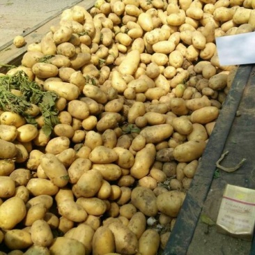 荷兰十五土豆3两以上通货