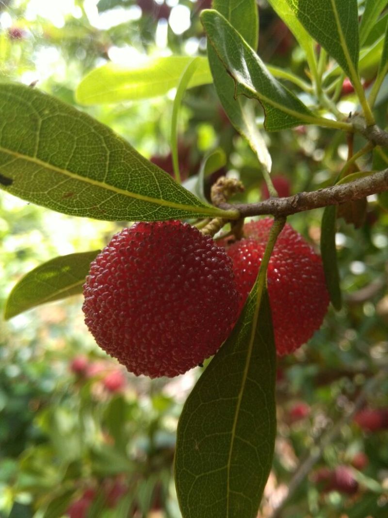 杨梅3~4cm