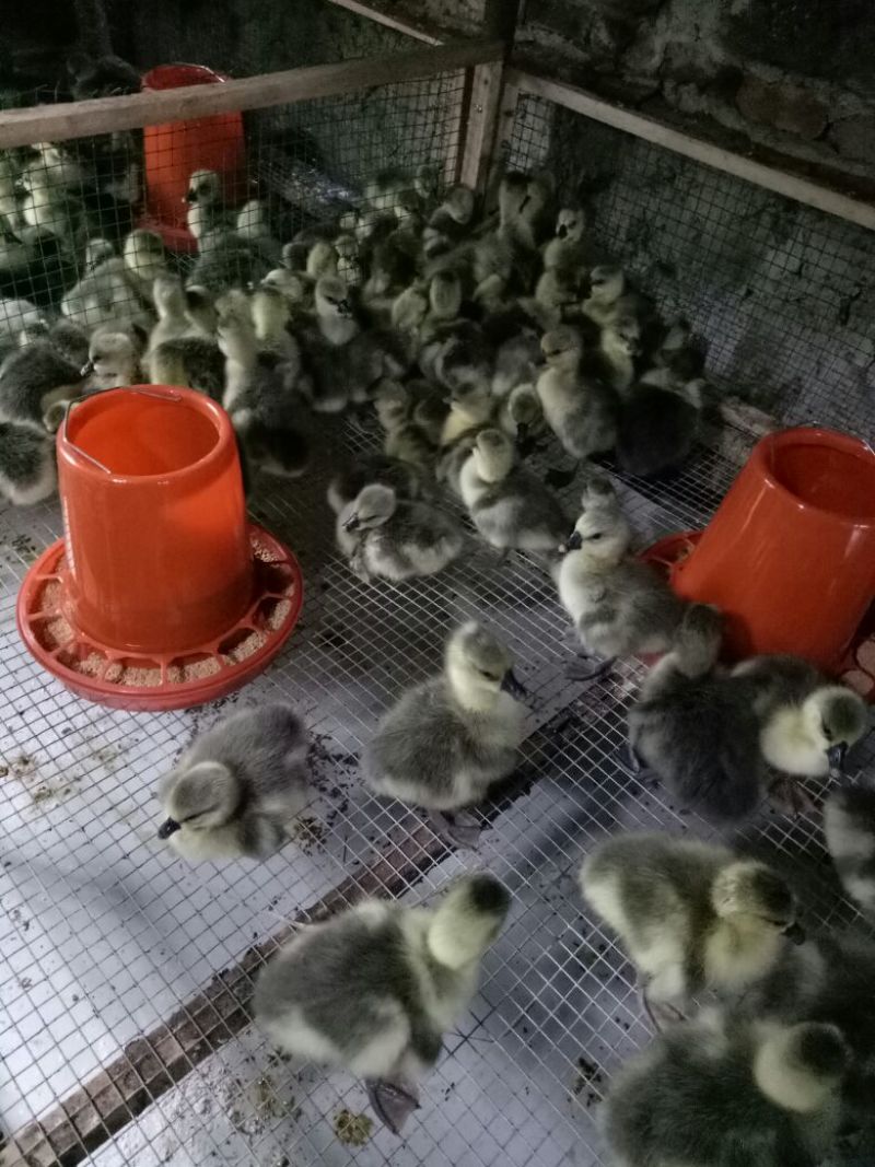 灰鹅苗250g以下