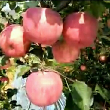 河南苹果苗早中晚熟苗品种纯正基地直发包成活