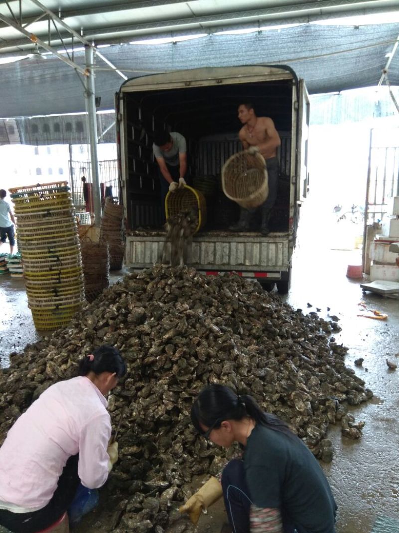 湛江牡蛎食用鲜活