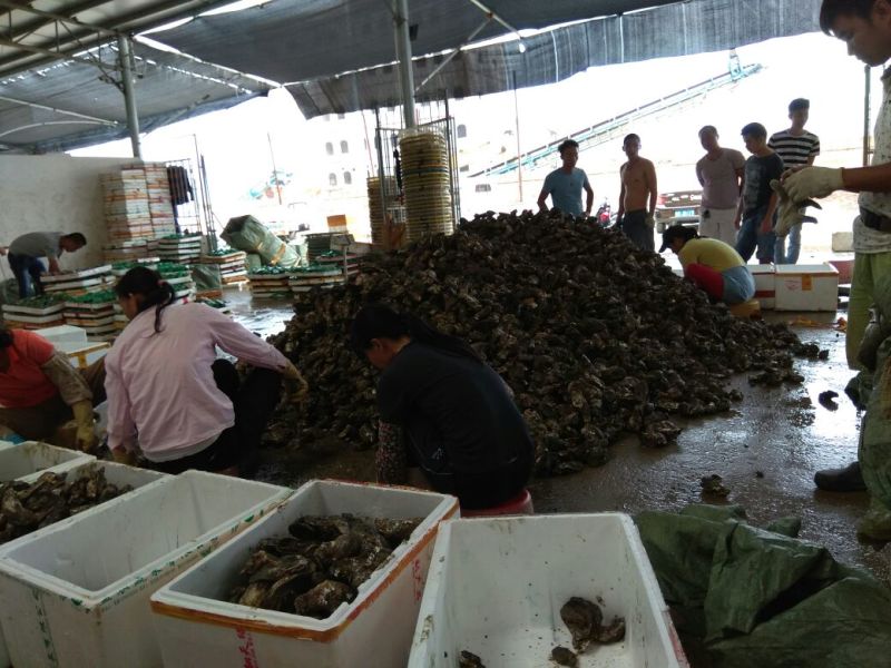 湛江牡蛎食用鲜活