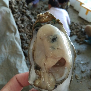 湛江牡蛎食用鲜活