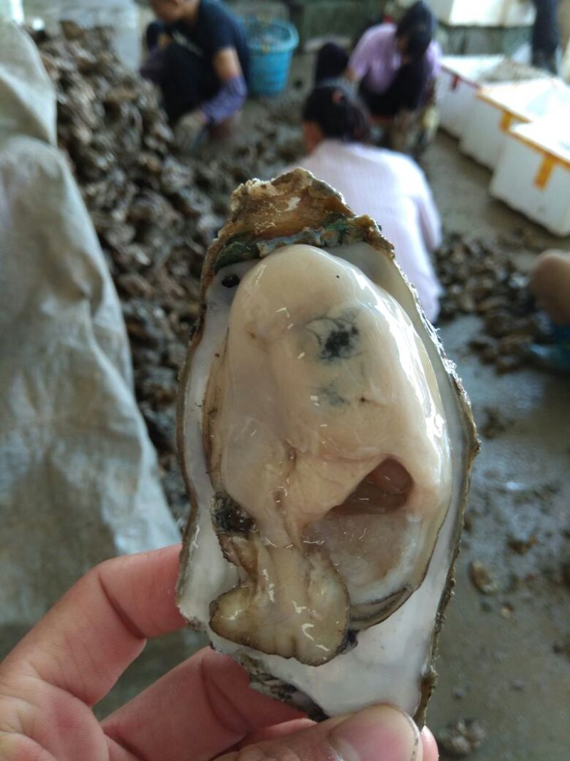 湛江牡蛎食用鲜活