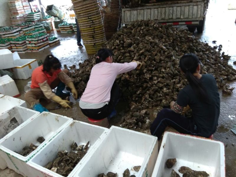 湛江牡蛎食用鲜活