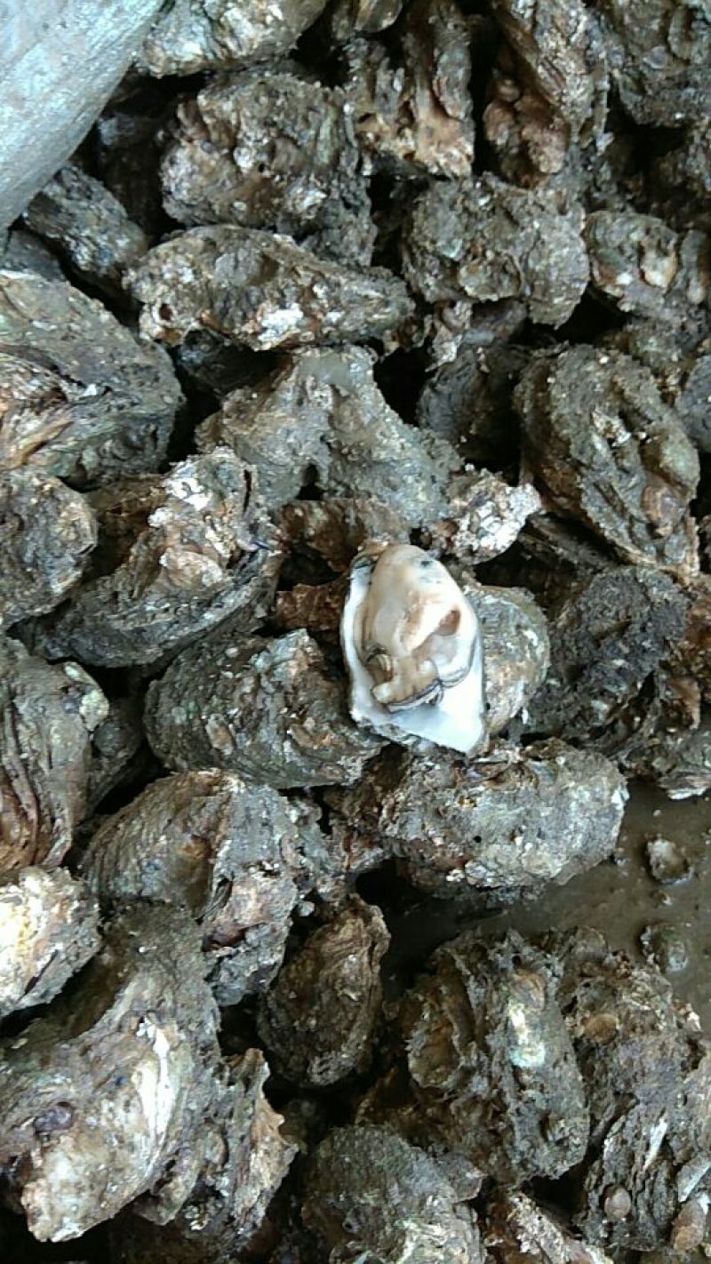 湛江牡蛎食用鲜活