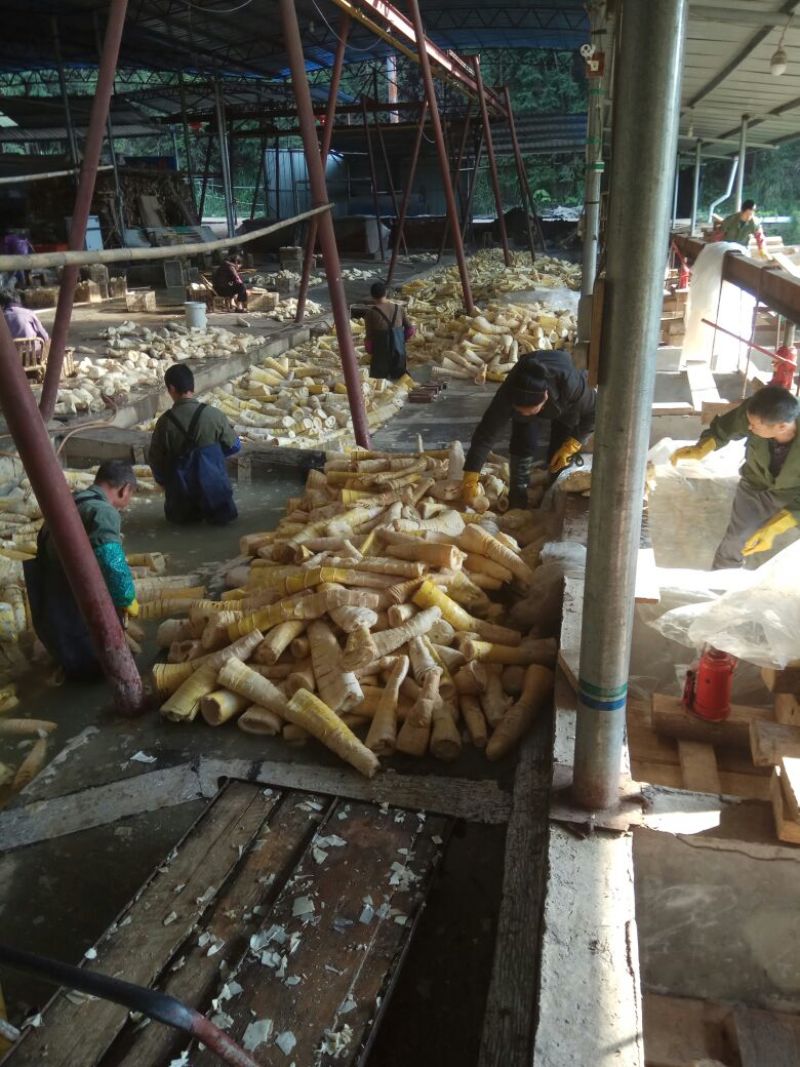 干笋厂家直销，一手货源。适合市场泡水发与零售