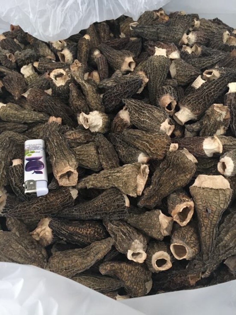 干羊肚菌，人工培植5公分以上