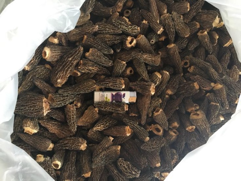 干羊肚菌，人工培植5公分以上
