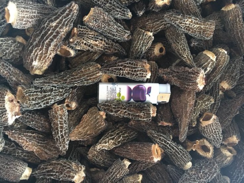干羊肚菌，人工培植5公分以上