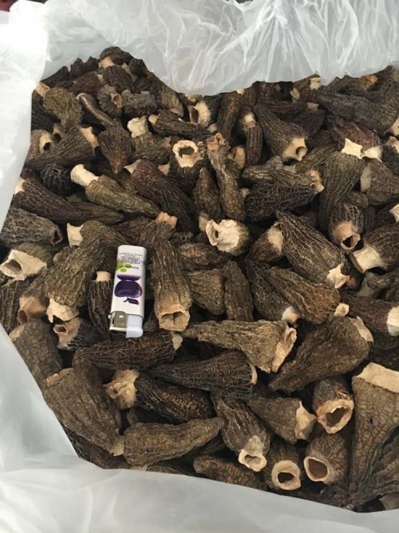 干羊肚菌，人工培植5公分以上
