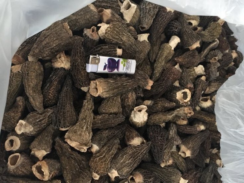 干羊肚菌，人工培植5公分以上