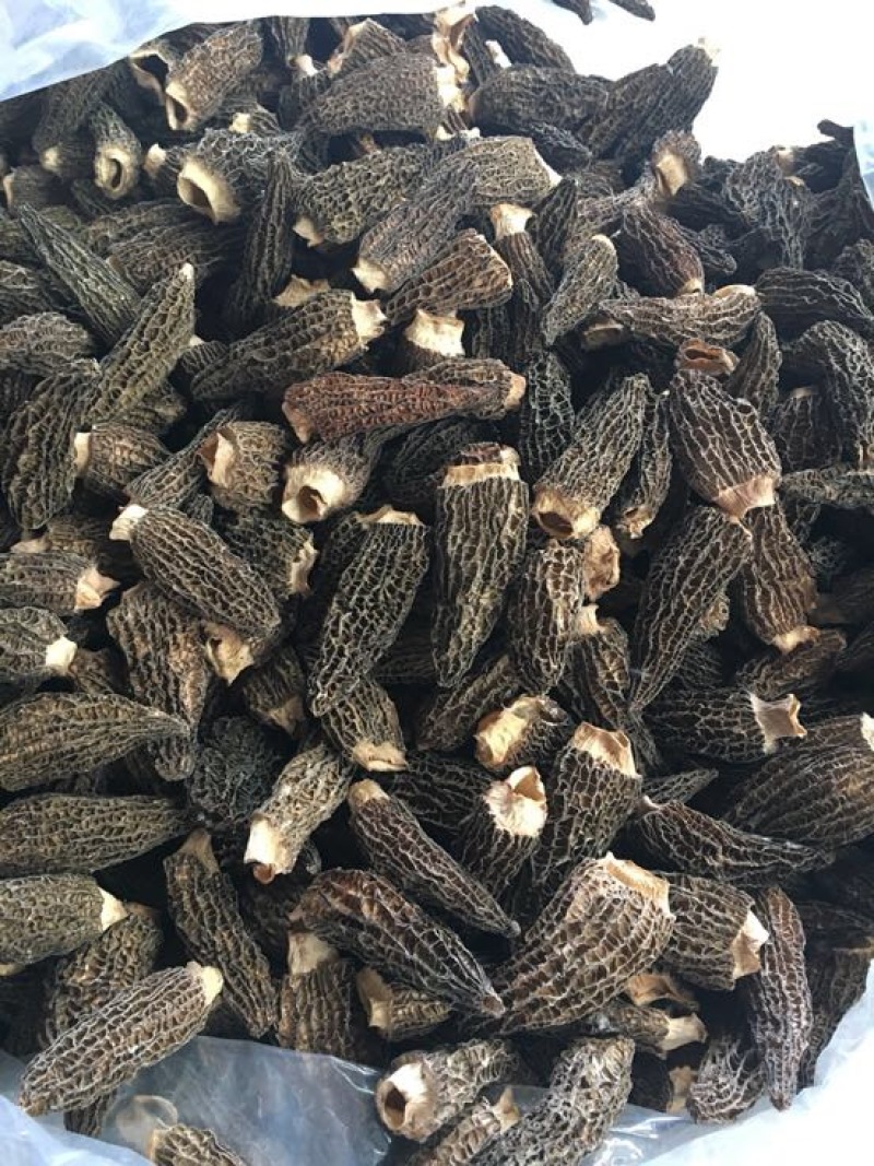 干羊肚菌，人工培植5公分以上
