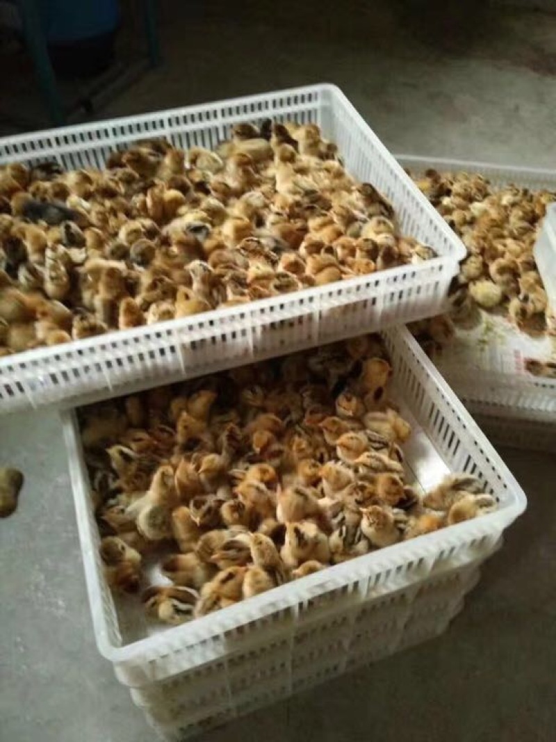 土鸡苗
