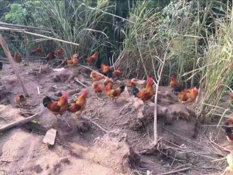 土鸡苗