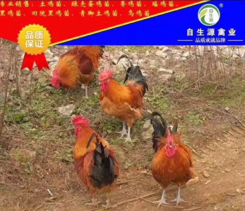 土鸡苗