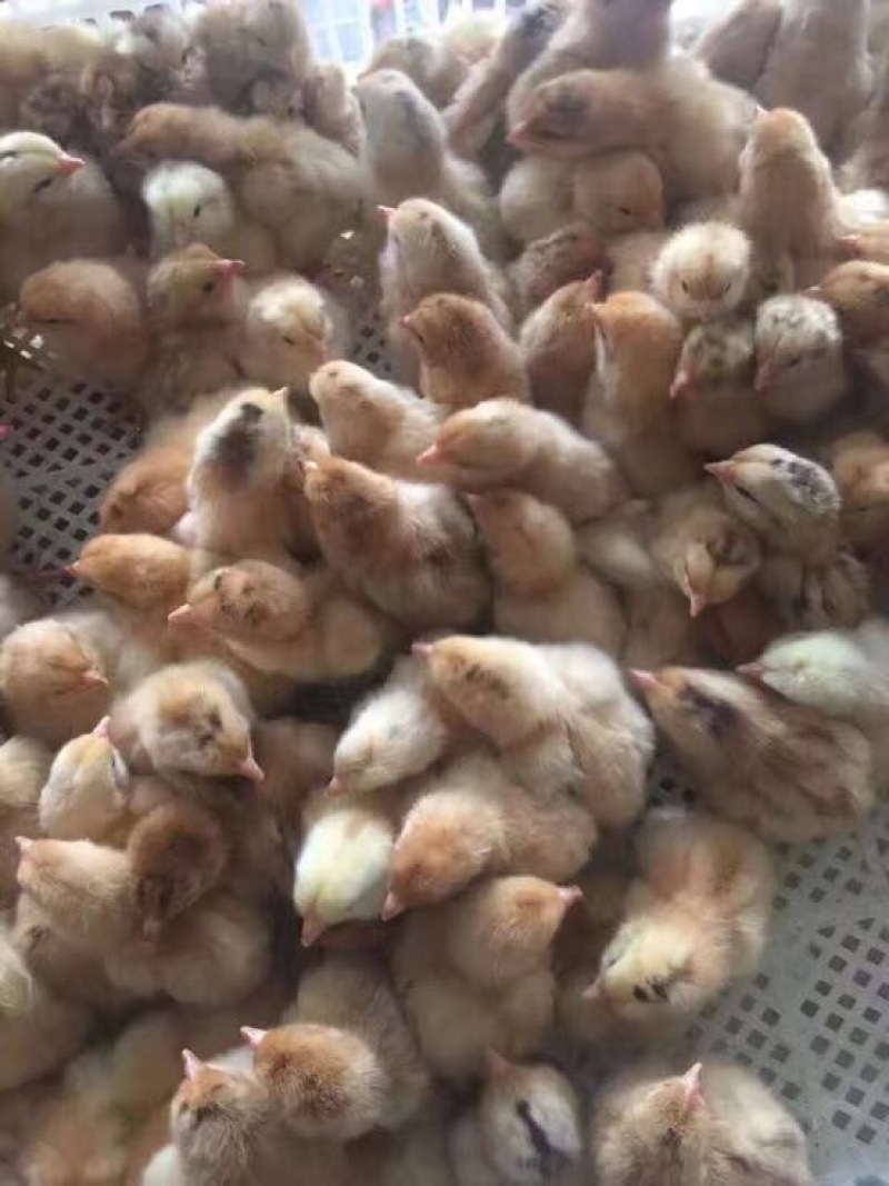 土鸡苗