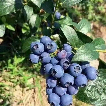 蓝莓鲜果10~12mm以上