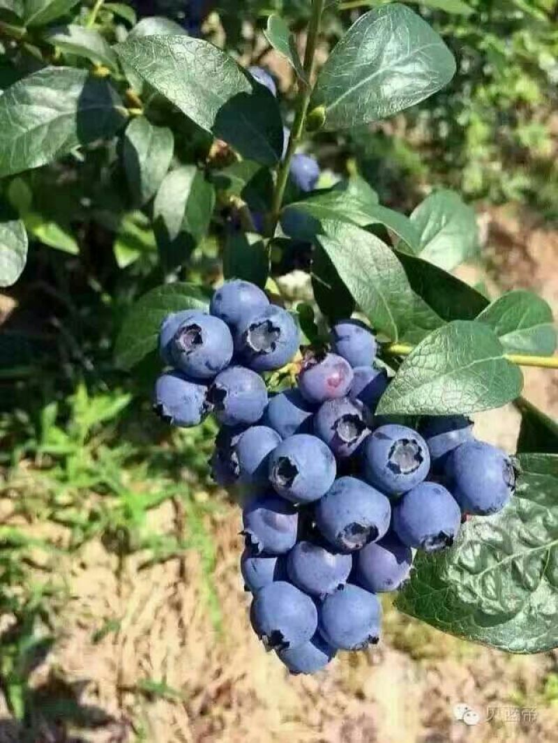 蓝莓鲜果10~12mm以上